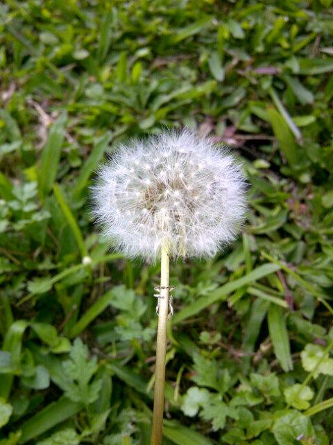 Eka1997M's tweet photo. Hasil jepretan, camera BB tourch, kuuueeerrreeennnn.... http://t.co/CBrZWGthuk