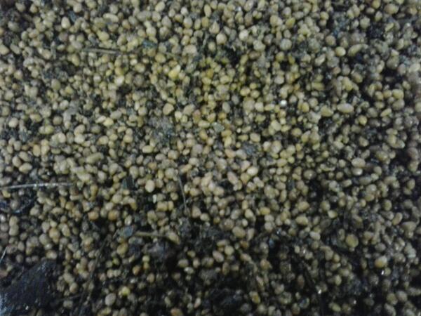 Cornus kousa Chinensis zaad schoon gemaakt mooi klusje met dit weer #cornus #zaad