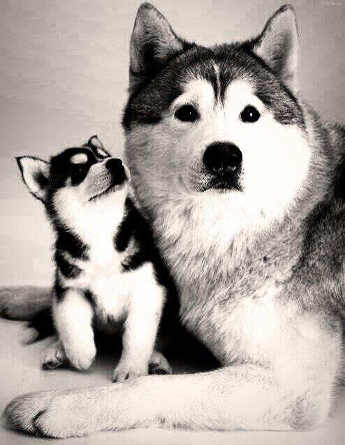 RedCuriosidades's tweet photo. Husky siberiano *.* http://t.co/0tjkqyLpdf