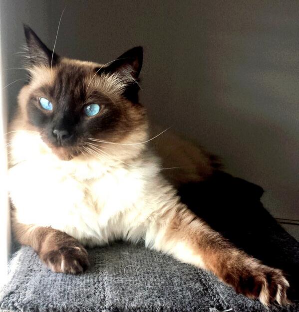 Amylloydcatlady's tweet photo. My super stunning boy @catsaturday @pshoulders @rbfwa #catlady almost #caturday :) http://t.co/Trq72oxYyn