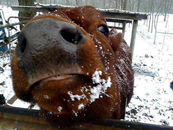 MikeYazel's tweet photo. Cow Watch 2013 http://t.co/j1RcAhtDMA