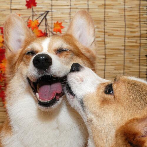 CorgiCorgis's tweet image. Loves a corgi kiss