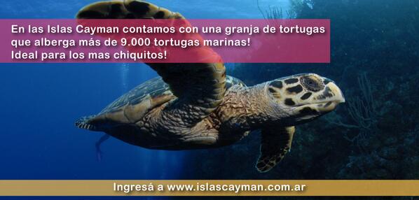 En las Islas Cayman contamos con una granja de tortugas con más de 9.000 tortugas marinas! islascayman.com.ar