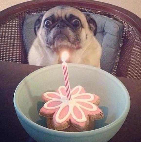 giulio_berruti's tweet photo. @giulio_berruti Happy Birthday #dogaddicted http://t.co/g4EjqE40lb