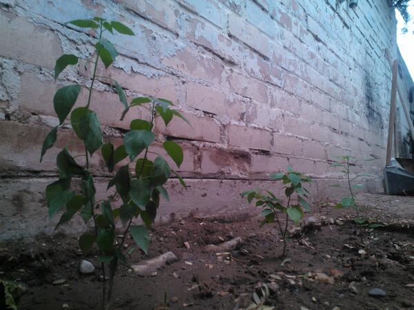 JFSBeltran's tweet photo. @urbanicultor los chiltepines, desde el desierto de sonora http://t.co/bWrHemPC4g