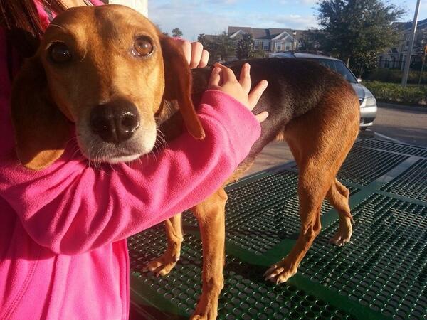 PawfessionalJax's tweet photo. RT "@luckynumber11: FOUND DOG. Plz RT. Found at 9A Baymeadows Regional Park. Jacksonville, FL cc: @jaxhumane @fcnmhp http://t.co/qNxjqW1159"