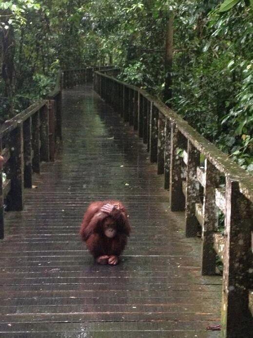 rybotics's tweet photo. Orangutan in the rain http://t.co/WTiJIGSlwF