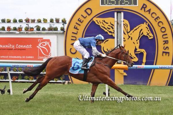 BC3thoroughbred's tweet photo. Congrats to @MickPriceRacing &amp; owners of Nordic Empire on his winning debut run at @MRCTrackNews on to @mmsnippets http://t.co/WBLmkzmts1