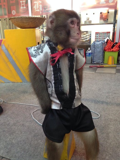 商店街で猿発見！！かわいー♡♡ http://t.co/hiSjUhicQZ