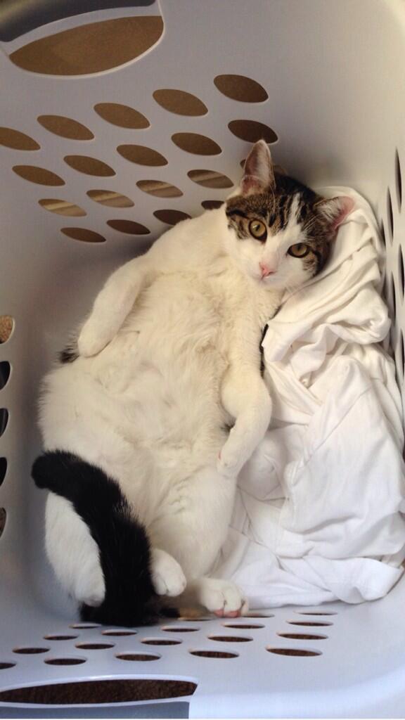 Ali Zeber tweet media