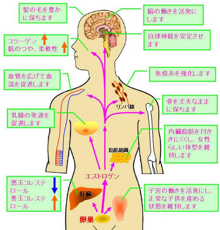 ゴロ 解剖生理イラスト Na Twitteri 女子力を上げるホルモン エストロゲン の役割 T Co Kcnskcmmn1 Twitter
