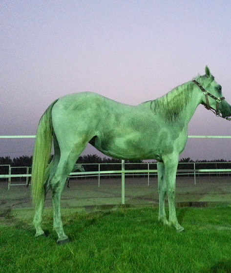 Reemksajmi's tweet image. shes pretty #hadeel