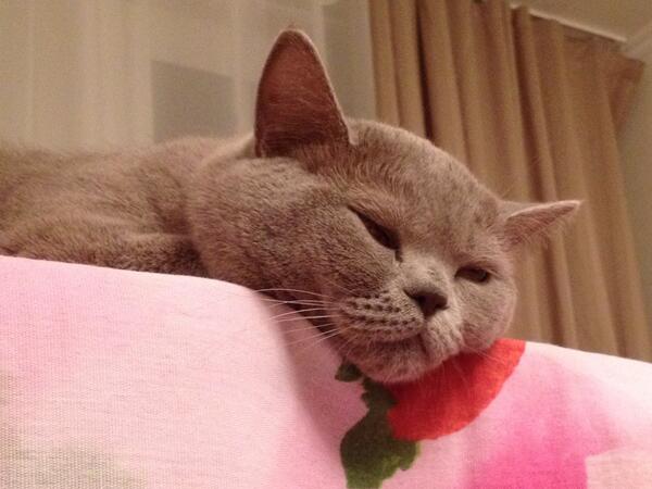 ABairamova's tweet photo. кот - всему голова;) http://t.co/YPxmayFeua
