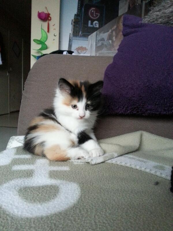 Nawal Nzouari Coucou Nadhia Tu Peux Svp M Envoyer Un Numero De Telephone En Dm Pour Le Contact Chaton Olivier Est Interesse Merci Nawal Nzouari Coucou Nadhia Tu Peux Svp M Envoyer Un Numero De Telephone En Dm Pour Le Contact Chaton Olivier Est Interesse Merci