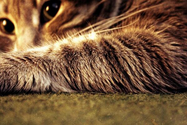 CapitolioLJDH's tweet photo. BUTTERCUP @ButtercupELJDH #Ocupado http://t.co/OzURvNC5JQ