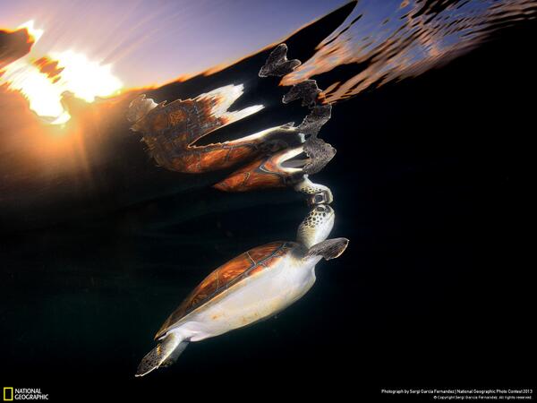 NatGeo's tweet photo. Breathtaking photograph of a turtle looking up at its reflection:  http://t.co/S6OjNjLe61 http://t.co/Jwk1Fdf8SP