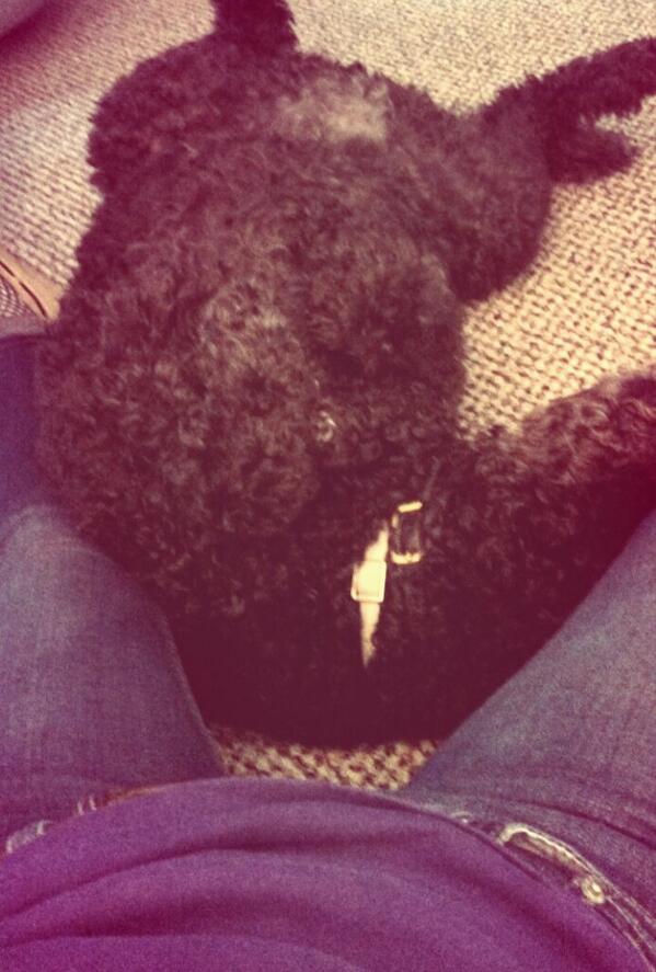 shotgunMAGazine's tweet image. She honestly thinks she&apos;s a 60lb. lap dog... #WhichEndIsUp #JavaBean