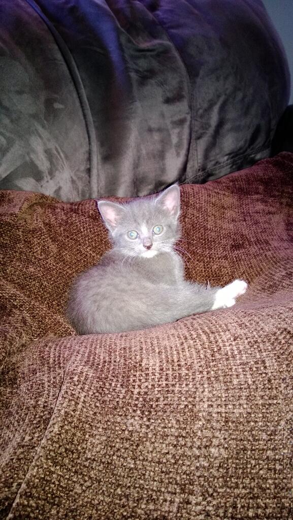 timmo963's tweet photo. Say hello to Daisy, the latest addition to the family http://t.co/r9XMIzQBsh