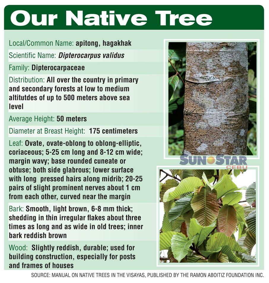 Apitong Tree