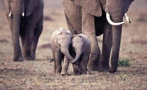 ScenesoftheWild's tweet photo. Two baby elephants hold each other's trunks as they run with the family http://t.co/CJ3Knb8V2F