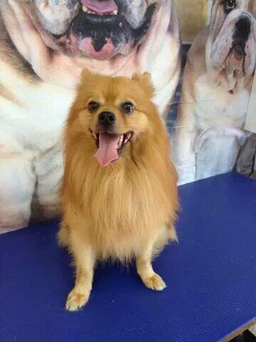 Bailey needs a home with no children. He's a sweet 4 year old boy who adores being loved.07707738925 to find out more