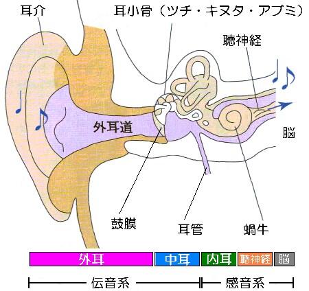 ゴロ 解剖生理イラスト Twitter પર 外耳 中耳 内耳の位置を絵でおぼえる Http T Co Phxfpzelde
