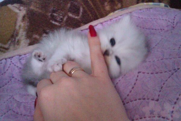 CurlyUly's tweet photo. Самой зверское нападениие животного на человека!!! http://t.co/VUNyHvuEMe