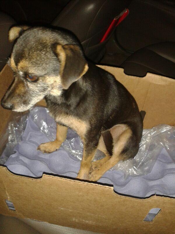 VcaProtector's tweet image. Esta viejita fue atropellada 2 veces ayer frente a Herrero. Si saben de quien es porfavor llamen al 0975 357849.