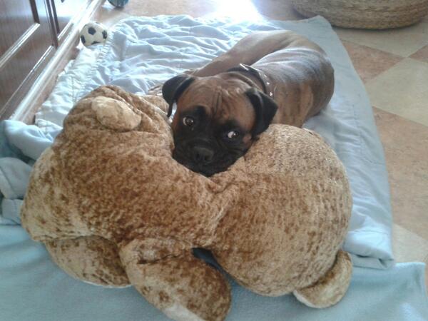 Que dura se me ara la vida sin ti.Te quiero Hoci, mi Bebe lindo,para nosotros no eras un perrito eras y seras mi bebe