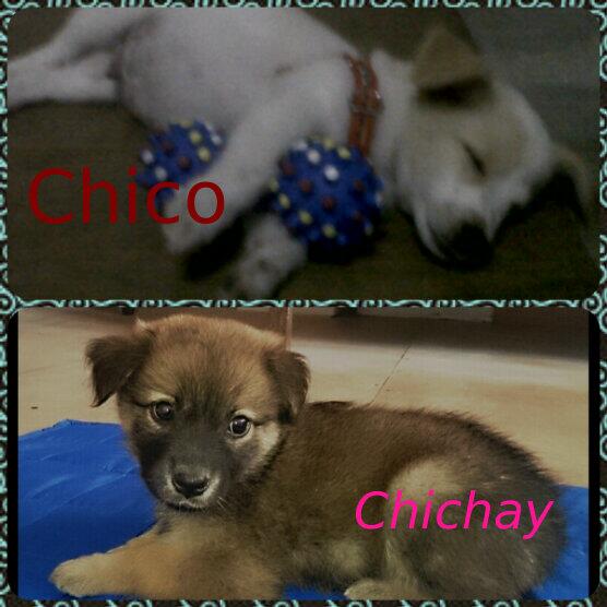 jenndomingo's tweet image. My pet dogs Chico and chichay #doglover #supercutedogs #sourceofjoy #stressreleiver