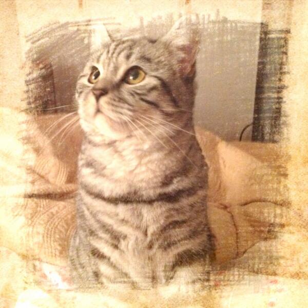 My cat Dooli #cute #cat