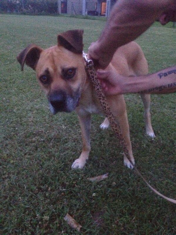alefitti's tweet photo. Encontrado hoy en Sn Fernando macho mestizo de boxer en muy buen estado el contacto soy yo @cecicaquias @martusaban http://t.co/f9l3GOLOI3
