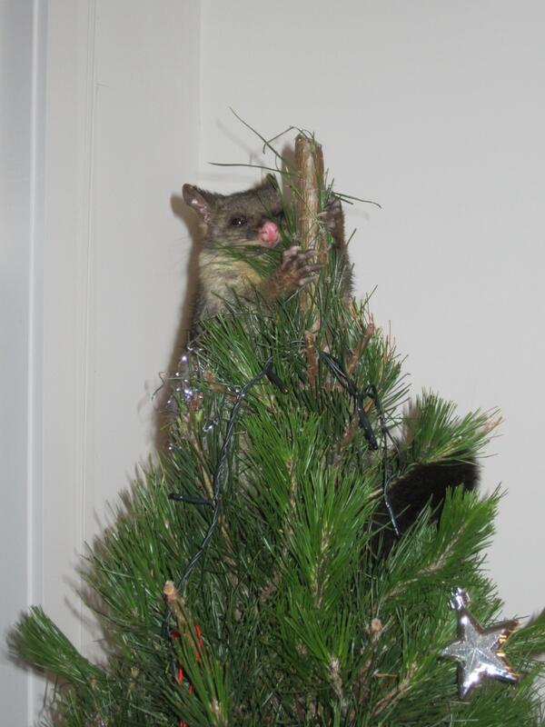 mitchell_trav's tweet image. On the first day of Christmas, my true love gave to me...

A possum lurking in my #ChristmasTree