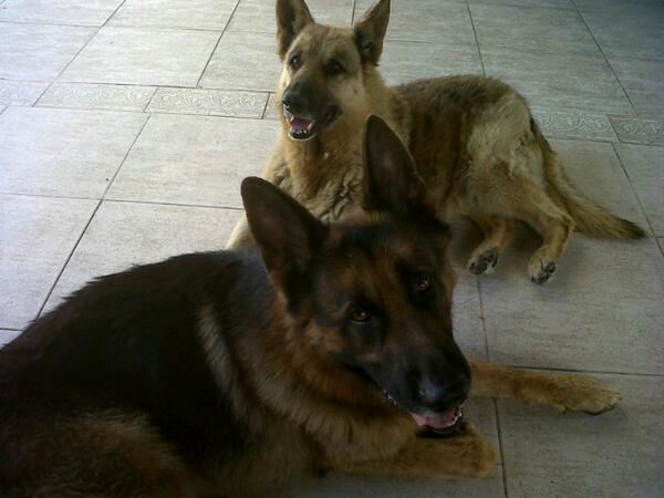 Mis compañeros de estudio