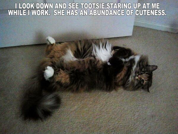 3DFiends's tweet photo. Sometimes it is hard to work when your cats are looking so darn cute. http://t.co/JYFDnxpTRY