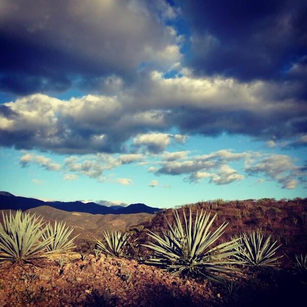 mezcaldelacasa's tweet photo. Mezcal de la Casa con sabor a la tierra de Oaxaca http://t.co/CcPpmuCCOT