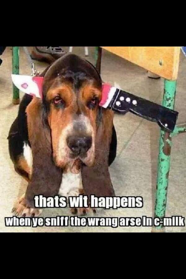 CoGrumpy's tweet image. 