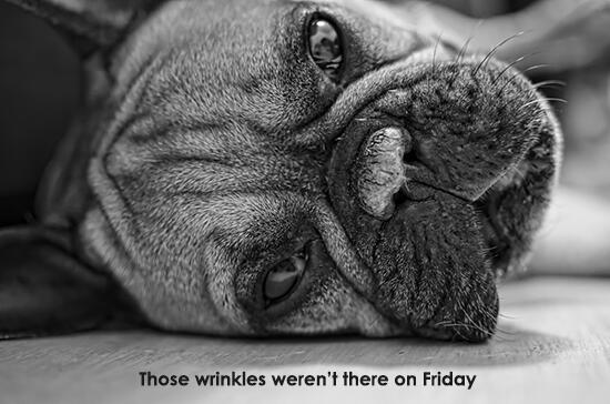 LoveThatPet's tweet photo. Retweet this if you feel you got the most out of your weekend... http://t.co/DkXH4KszU5