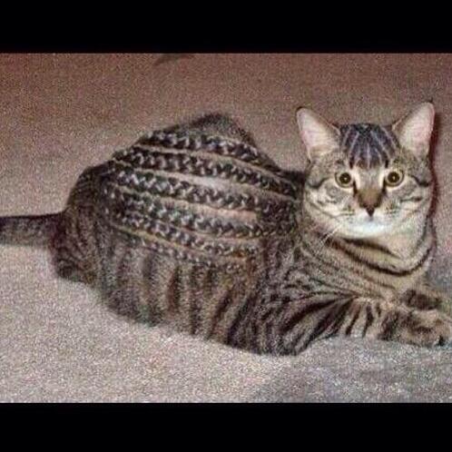 Mick On Twitter She Really Braided Her Pussy Hair Http T Co 6lpr3taj9i