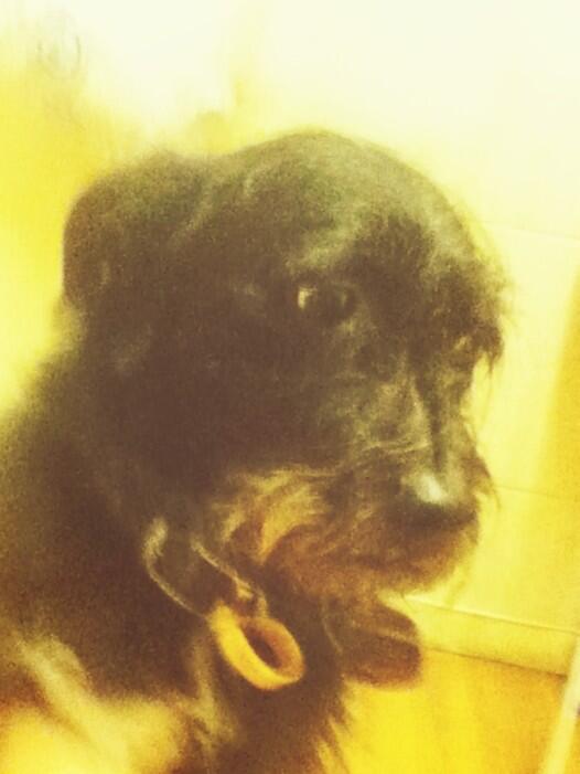 CoGrumpy's tweet image. baldrick#grumpy