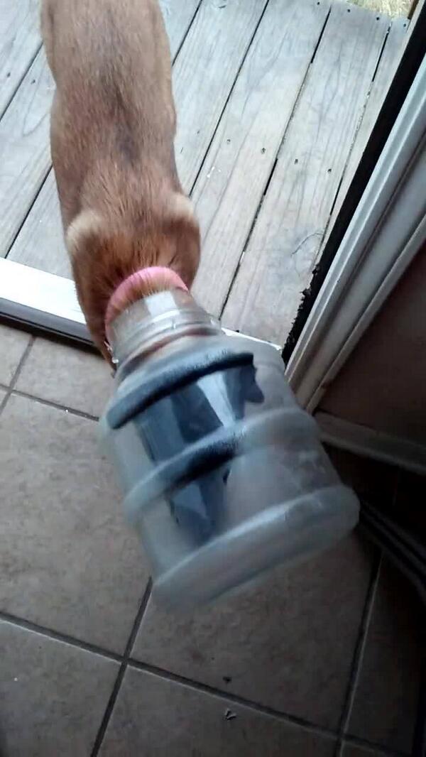 lorarae76's tweet photo. Our puppy got herself into some trouble this morning #malinoisproblems http://t.co/DddHc3pj6O