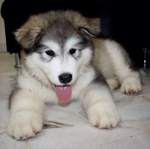 20 gambar anjing lucu melet | Lucu Sekali Ayo Ketawa