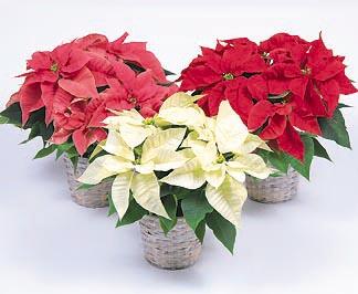PotShopGC's tweet image. La + popular es l roja,pero también existen variedades rosadas,blancas.No te quedes sin tu flor d navidad