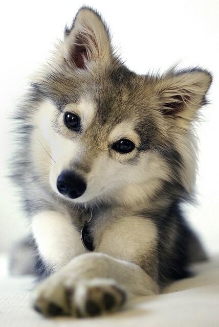 待受 犬 ほっこり画像集 せっせっせーのよいよいよい T Co Bxit73acvyほっこり したらフォロー Rt 待受 犬 ほっこり画像集 せっせっせーのよいよいよい T Co Bxit73acvyほっこり したらフォロー Rt