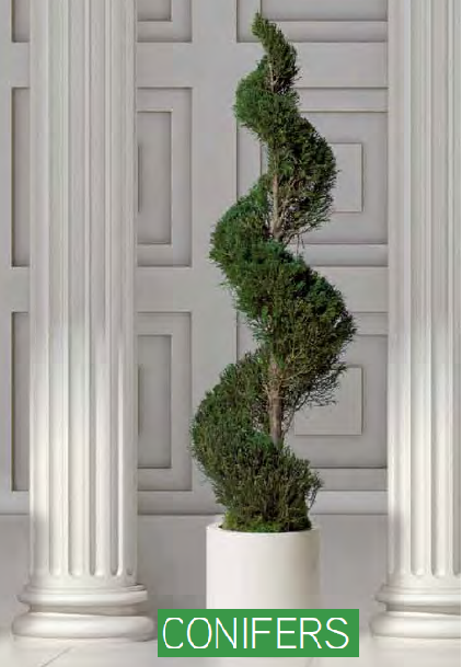 PotShopGC's tweet image. Conifers o Ciprés Espiral