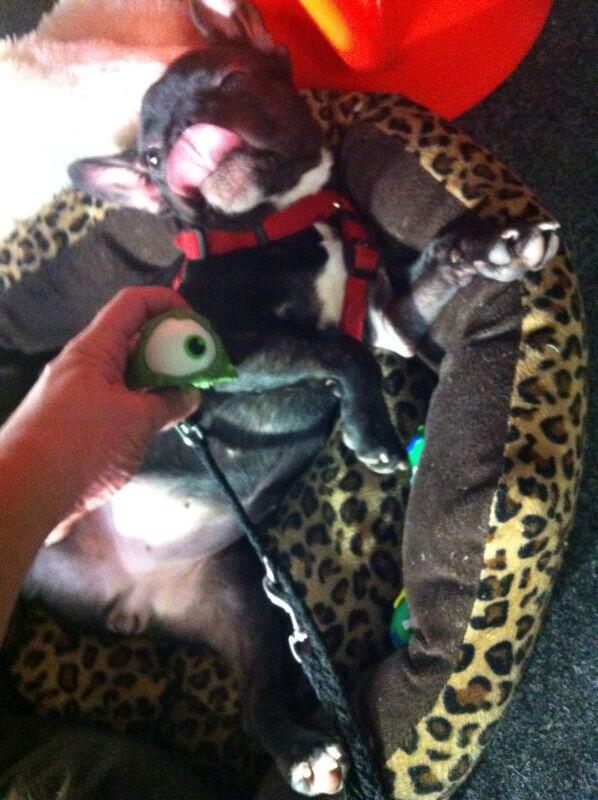 TinaTeekanne's tweet photo. Was passiert, wenn man @AnthonyTheHead fragt, ob er "mal ein Auge auf den Hund haben" kann? Das: http://t.co/vJkRKIfmpM
