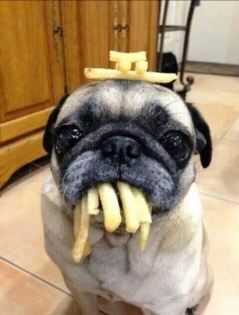 Energy_Tuning's tweet photo. The customer was thrilled after we chipped his pug..... it nows runs much better! http://t.co/YlIRYSTJVw