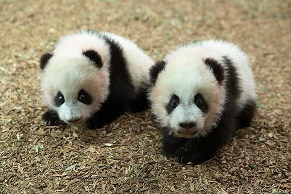 wstein's tweet photo. #CutePower
http://t.co/iwt1ZRleQ5