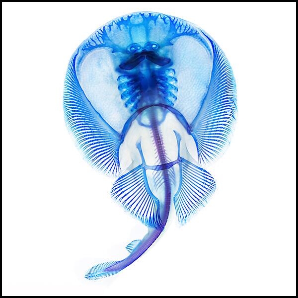 Fishguy_FHL's tweet image. The large clear areas are where the electrogenic tissue sits. A ventral view of the electric ray.