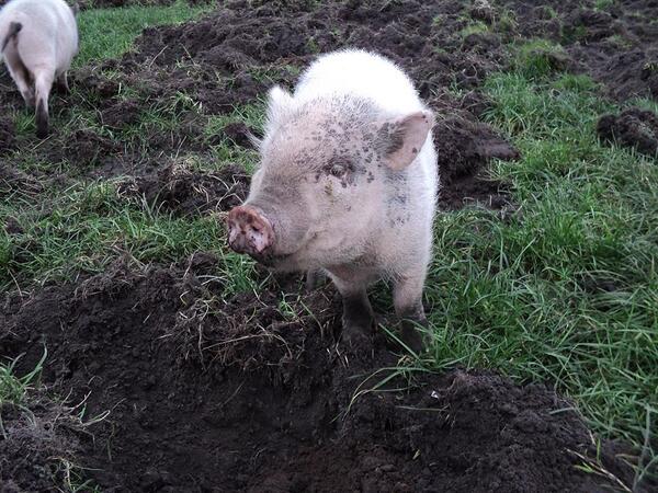 BoerenBed's tweet photo. Spekje is alvast aan het trainen voor #SeriousRequest2013 http://t.co/usMjZ6LNpN